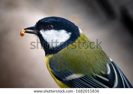 A great tit, Parus major, feeding on dried worms in a bird feeder. This little bird is common across Asia and Europe, usually found in forests, grasslands, gardens, parks and cities.
