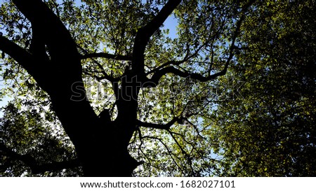 Sunlight Peaking Through Canopy of Oak Tree with Squirrel Royalty-Free Stock Photo #1682027101