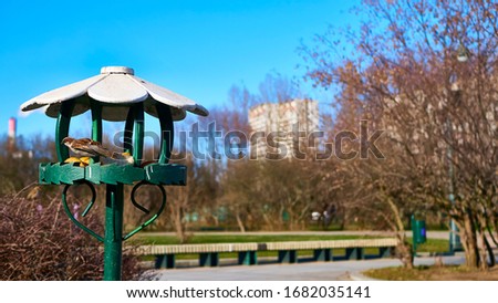bird feeder in the lilac garden of moscow