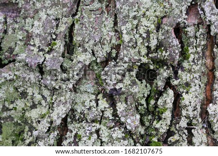 Bark with lichen on a maple tree trunk.