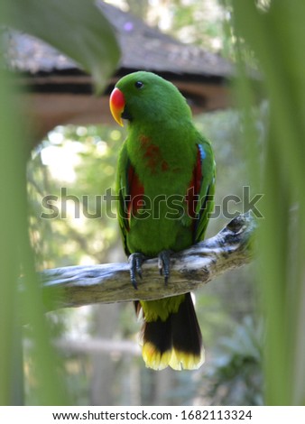 green Eclectus parrot sitting on tree branch in background seen behind the leaves