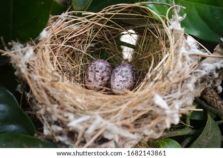 This is a bird nest. It has two eggs.