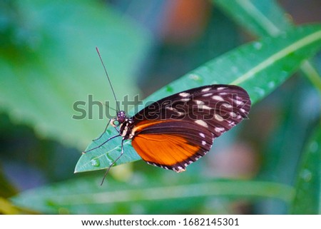 macro closeup of a beautiful tropical black and orange yellow butterfly Danaus chrysippus, also known as the plain tiger or African queen on a tree against bright forest green leaves