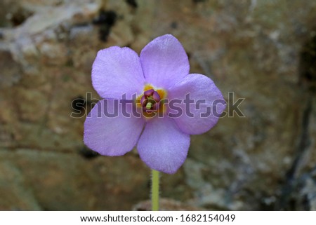 Ramonda serbica - Wild plant shot in spring. Royalty-Free Stock Photo #1682154049