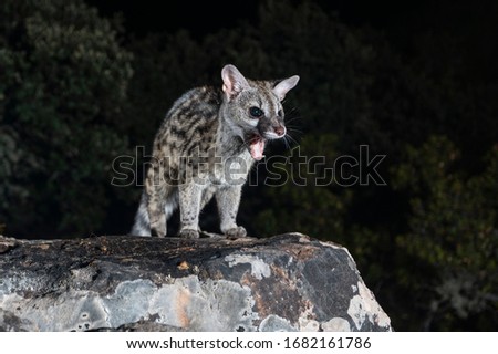 Genet on rock yawning teeth