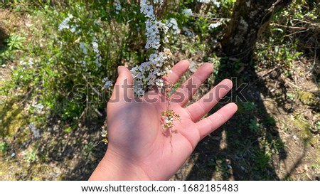 
Male hands touching white spring flowers. POV shot. Spring garden sight. Japan  seasons image