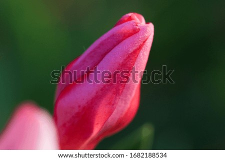 Pink Oleander bud close up