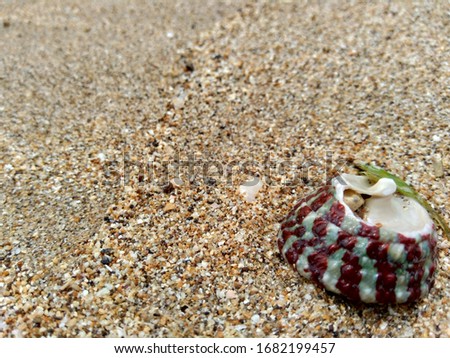 Shell on the sand. This photo also good for framework, quote, background, wallpaper, artwork or another project. The beautiful and wonderful beach in Indonesia.