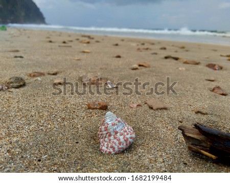 Shell on the sand. This photo also good for framework, quote, background, wallpaper, artwork or another project. The beautiful and wonderful beach in Indonesia.