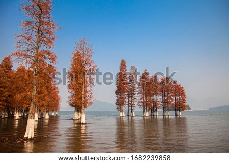 Water forest, Siming Lake, Yuyao, Zhejiang, China