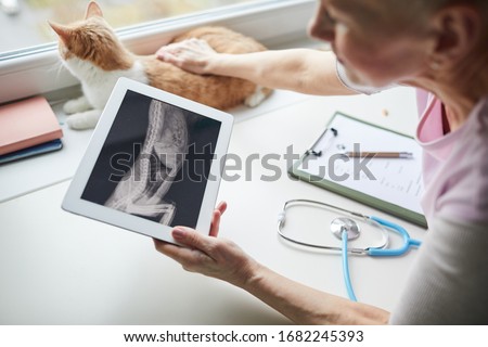 Close-up of vet doctor holding digital tablet and examining the x-ray image of cat's body in vet clinic