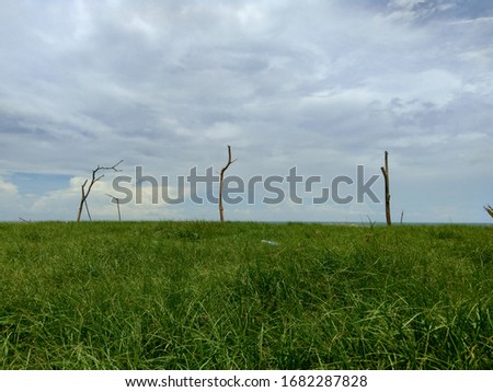 Green grass field with blue sky background. suitable for frameworks, backgrounds, assignment, quotes, and other projects.