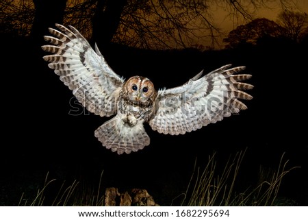 Tawny Owl landing at night with wings spread out. Strix Aluco, European Wild Owl Royalty-Free Stock Photo #1682295694