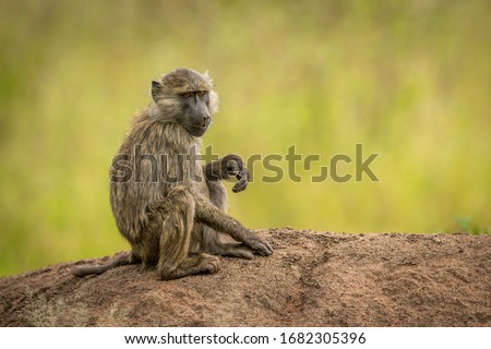 Olive baboon sits on rock in profile