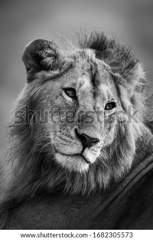 Mono close-up of male lion turning head