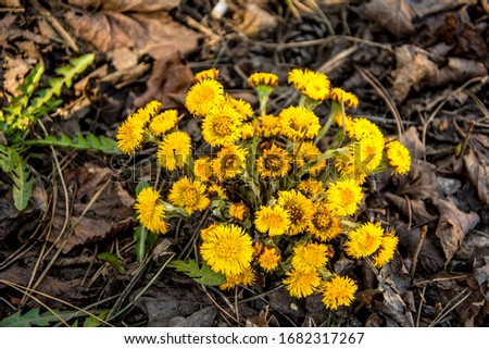 Blooming in early spring bush coltsfoot. Beautiful yellow coltsfoot flower. Tussilago farfara (Coltsfoot)