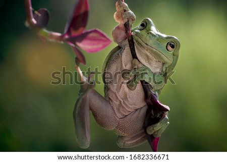 Close Up of Cute Dumpy Forg - Macro Amphibian Photo Series