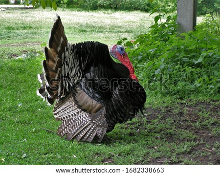 Male Turkey spreading wings and walking on green grass.