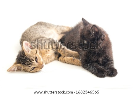 Beautiful domestic small brown gray cat and black cat  isolated on a white background
