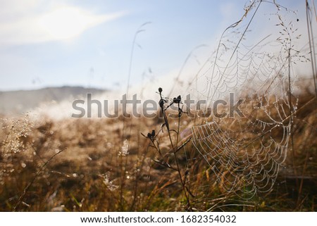 Close up view of the strings of a spider's web with dew. Royalty-Free Stock Photo #1682354032