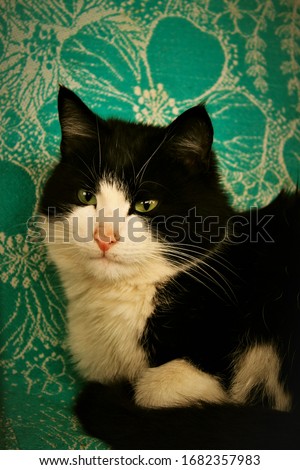 portrait of a domestic cat with green eyes and black and white color