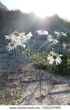 Ox-eye daisy with a backlight. Lovely wildflower shows beauty of mother earth gifts. Picture taken on a beach of Lofoten islands located above the arctic circle.
