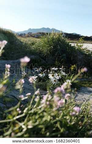 Ox-eye daisy with a backlight. Lovely wildflower shows beauty of mother earth gifts. Picture taken on a beach of Lofoten islands located above the arctic circle. Mountains in the background.
