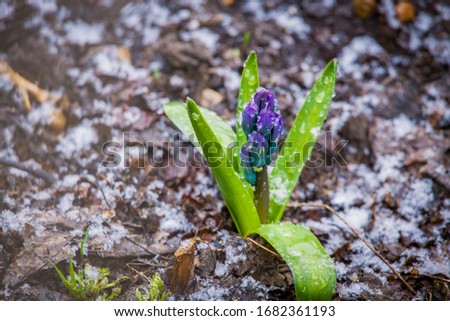 it is snowing in spring. hyacinth with buds and drops of melted snow