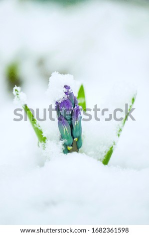 
It is snowing in the spring. Hyacinth covered with white fluffy snow