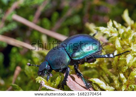 Dor beetle (Anoplotrupes stercorosus) in summer forest, selective focus. Beautiful beetle Dor beetle.  Royalty-Free Stock Photo #1682370454