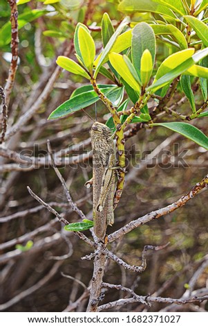 Large green locust on a branch close-up. Wildlife concept