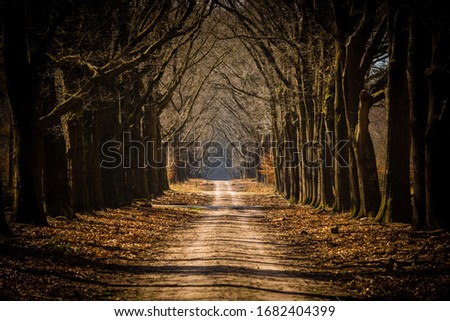 Mysterious tree lane in National Park the Hoge Veluwe in the Netherlands
