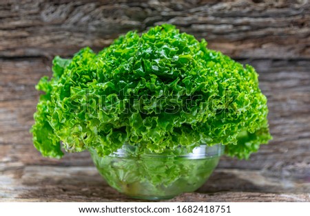 Lettuce (Lactuca sativa) is an annual or biennial hortense, used in human food. Originating in the Eastern Mediterranean, it is grown worldwide for consumption in salads