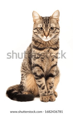 Domestic Egyptian striped kitten. Cute young red cat isolated on abstract blurred white background. Indoor pets, veterinary and advertising concept. Detailed studio closeup Royalty-Free Stock Photo #1682436781