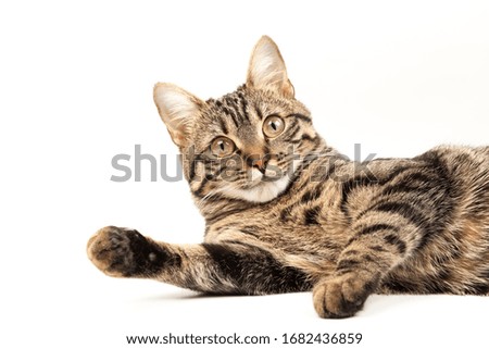Domestic Egyptian striped kitten. Cute young red cat isolated on abstract blurred white background. Indoor pets, veterinary and advertising concept. Detailed studio closeup Royalty-Free Stock Photo #1682436859