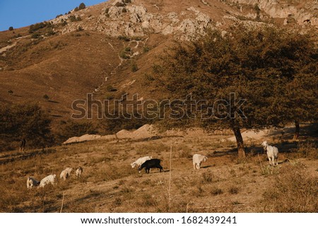 Flock of sheep and goat in the Uzbekistan mountains. Sunny summer scene in the mountain hill. Mountains in the sunset light.