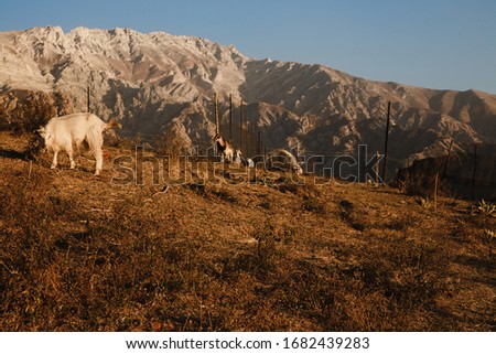 Flock of sheep and goat in the Uzbekistan mountains. Sunny summer scene in the mountain hill. Mountains in the sunset light.