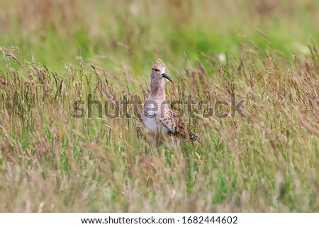 Ruff Bird on Grassland (Philomachus pugnax) Ruff Wader Bird