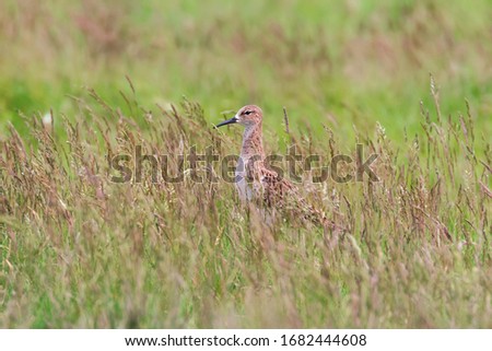 Ruff Bird on Grassland (Philomachus pugnax) Ruff Wader Bird