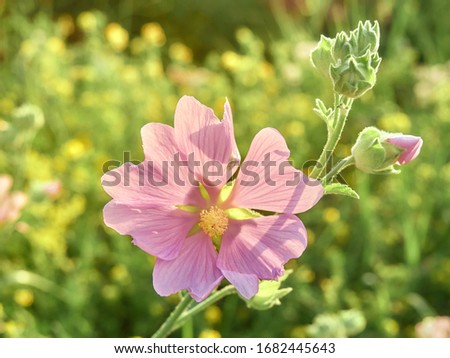 Wild flower Althaea officinalis in the meadow.