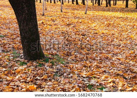 Beautiful autumn park. Beautiful fall landscape.