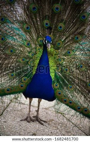 the peacock bird fluffed its tail. a peacock eats from a human hand. big beautiful bird