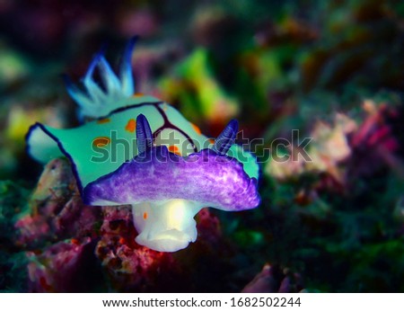 Nudibranch, a sea slug like, very colorful and divers, Arabian Gulf, Gulf of Oman.