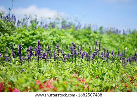 The picture of lavender and grass                