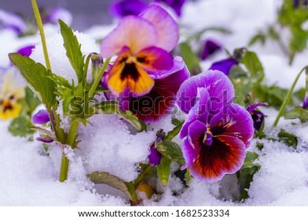 Spring blossom flowers under the march snow. Pansy in spring snowy background.

