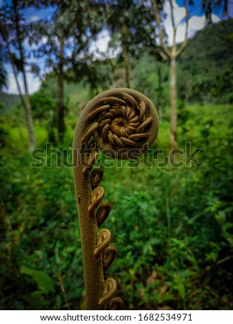 close up of wild fern 