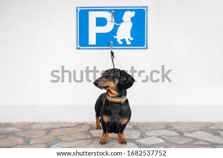 Obedient dachshund is tied with leash to hook under the sign of dog parking on wall on the street. Dog spot is smart and safe sidewalk place for waiting while owner go somewhere pets allowed
