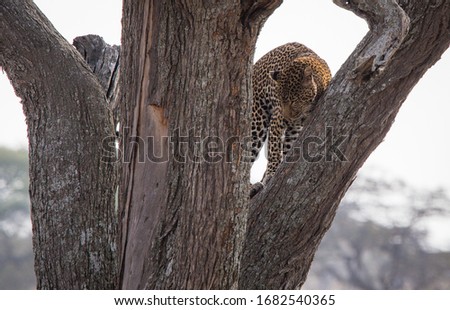 Wild leopard on a tree in the Serengeti