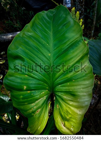 close up of wild taro leafs
