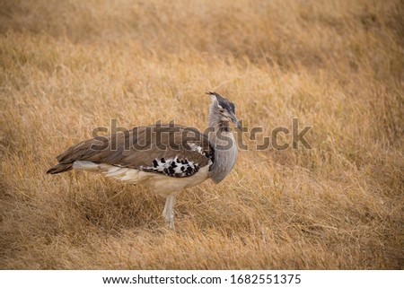 Wild birds in African Safari (pelican, red billed stork, ostrich, secretary bird, eagle)